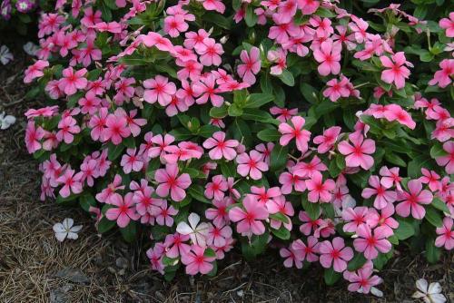 Барвинок тату черная вишня. Барвинок: 5 самых популярных видов и особенности ухода