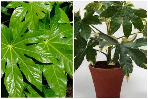 Тенелюбивые цветы для спальни. Декоративно-лиственные тенелюбивые растения