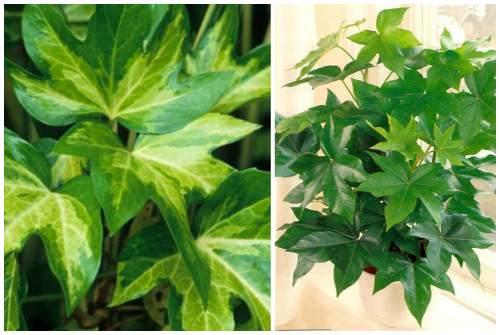 Тенелюбивые цветы для спальни. Декоративно-лиственные тенелюбивые растения