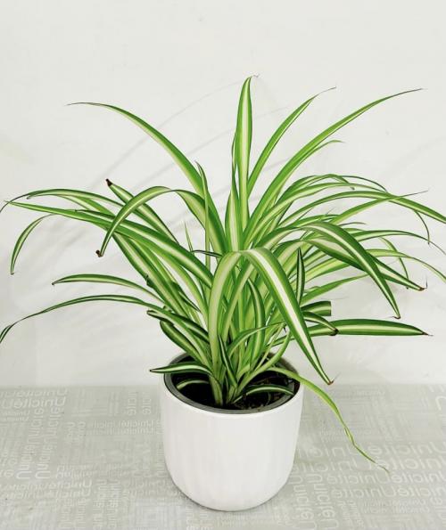 Хлорофитум на кухне. Хлорофитум комнатный цветок. Виды и сорта с фото. Уход дома