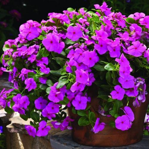 Катарантус ампельный медитерранеан. Общие сведения