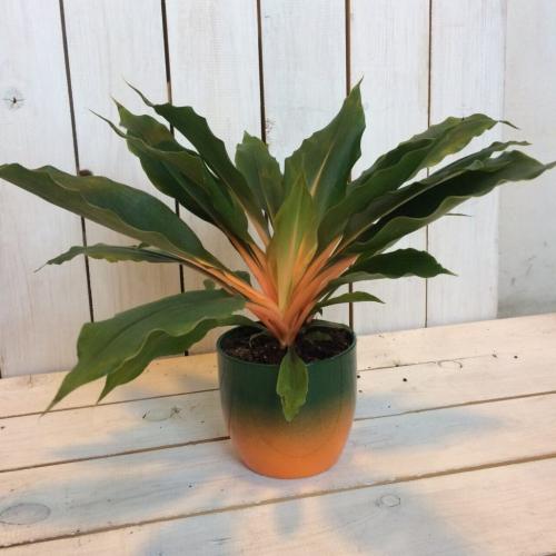 Хлорофитум на кухне. Хлорофитум комнатный цветок. Виды и сорта с фото. Уход дома