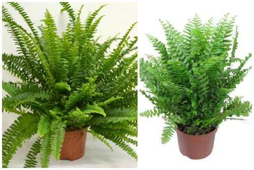 Тенелюбивые цветы для спальни. Декоративно-лиственные тенелюбивые растения