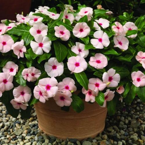 Катарантус ампельный медитерранеан. Общие сведения