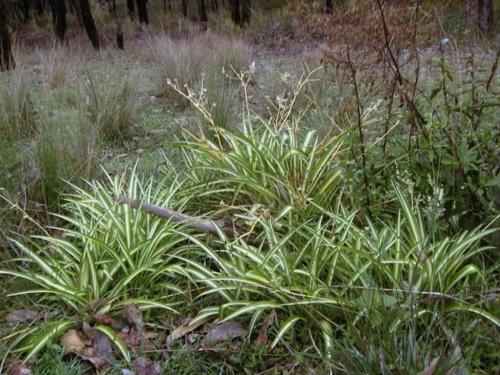 Хлорофитум на кухне. Хлорофитум комнатный цветок. Виды и сорта с фото. Уход дома