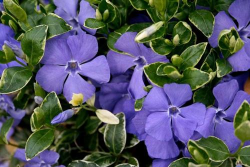 Барвинок тату черная вишня. Барвинок: 5 самых популярных видов и особенности ухода