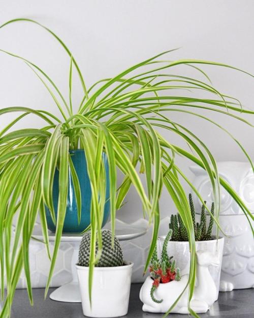 Хлорофитум на кухне. Хлорофитум комнатный цветок. Виды и сорта с фото. Уход дома