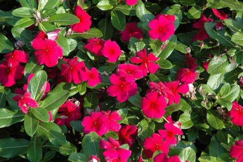 Катарантус ампельный титан. Титан