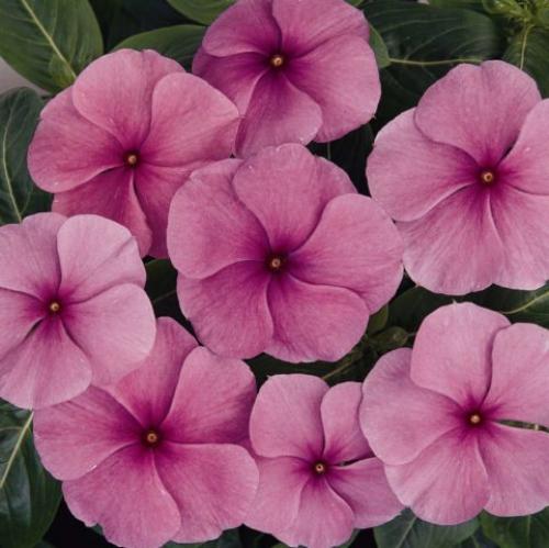 Катарантус ампельный титан. Титан