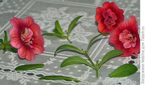 Цветы калибрахоа картинки. Махровая калибрахоа