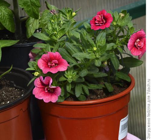 Цветы калибрахоа картинки. Махровая калибрахоа