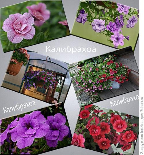 Цветы калибрахоа картинки. Махровая калибрахоа