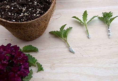 Что посадить вместо петунии. Чем заменить петунии на дачном участке