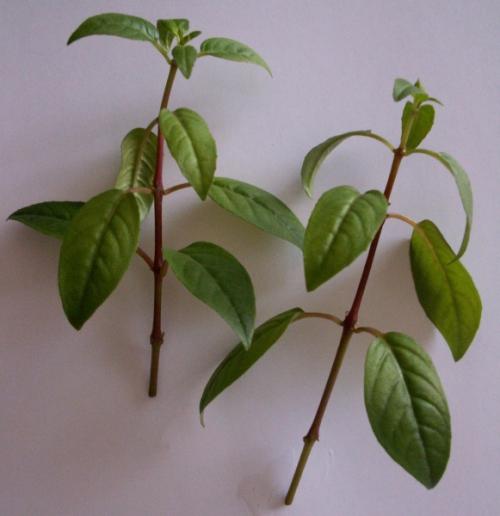 Что посадить вместо петунии. Чем заменить петунии на дачном участке