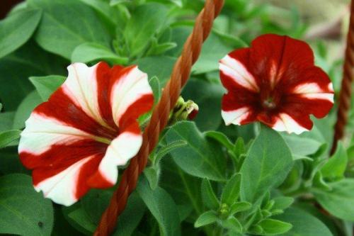 Ампельные садовые многолетники. Садовые ампельные цветы