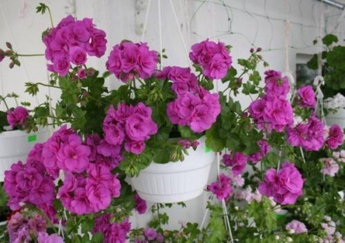 Что посадить вместо петунии. Чем заменить петунии на дачном участке