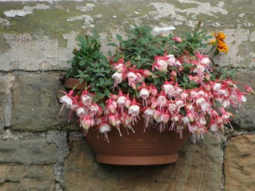 Топ-8 лучших ампельных растений. ТОП-8 красивых ампельных растения для вашего сада 07 Топ-8 лучших ампельных растений. ТОП-8 красивых ампельных растения для вашего сада 07