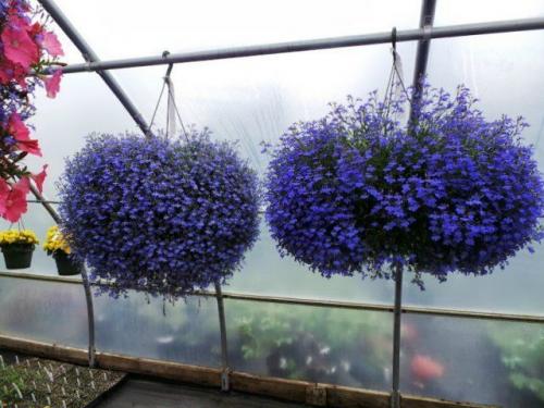 Топ-8 лучших ампельных растений. ТОП-8 красивых ампельных растения для вашего сада 03 Топ-8 лучших ампельных растений. ТОП-8 красивых ампельных растения для вашего сада 03