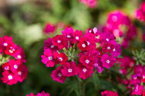 Что посадить вместо петунии. Чем заменить петунии на дачном участке