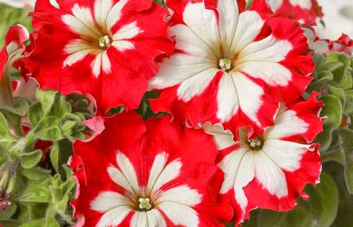 Петуния бордюрная. Виды петуний по форме куста – самые роскошные сорта