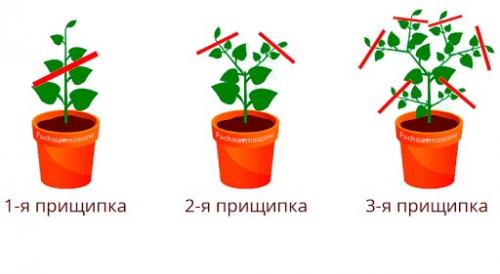 Что посадить вместо петунии. Чем заменить петунии на дачном участке