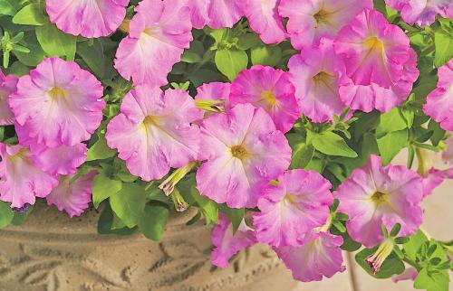 Петуния бордюрная. Виды петуний по форме куста – самые роскошные сорта