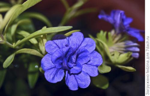 Цветы калибрахоа картинки. Махровая калибрахоа