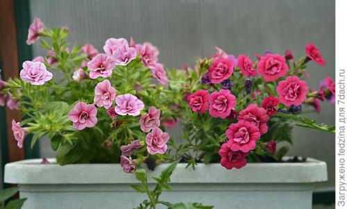 Цветы калибрахоа картинки. Махровая калибрахоа