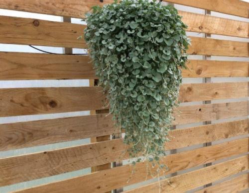 Топ-8 лучших ампельных растений. ТОП-8 красивых ампельных растения для вашего сада 06 Топ-8 лучших ампельных растений. ТОП-8 красивых ампельных растения для вашего сада 06