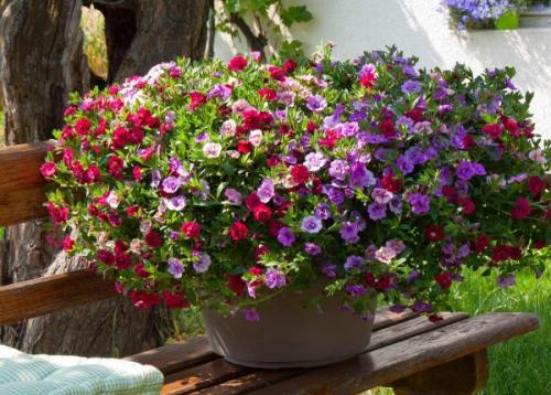 Что посадить вместо петунии. Чем заменить петунии на дачном участке