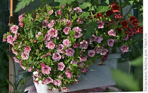 Цветы калибрахоа картинки. Махровая калибрахоа