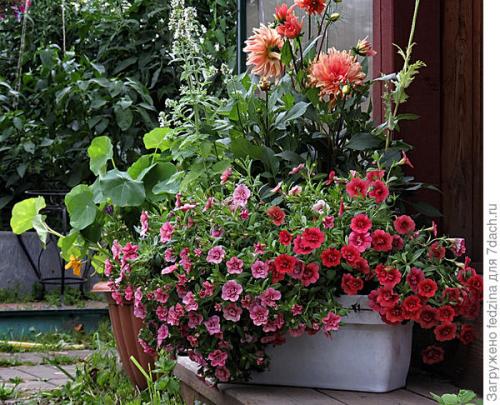 Цветы калибрахоа картинки. Махровая калибрахоа