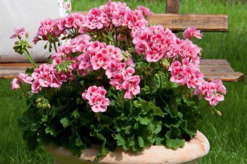 Ампельные садовые многолетники. Садовые ампельные цветы