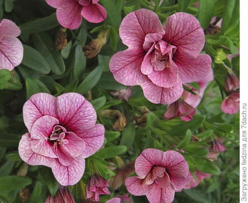 Цветы калибрахоа картинки. Махровая калибрахоа