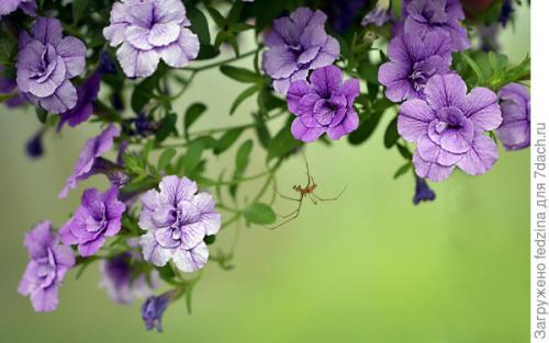 Цветы калибрахоа картинки. Махровая калибрахоа