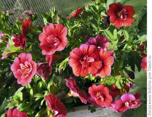 Цветы калибрахоа картинки. Махровая калибрахоа