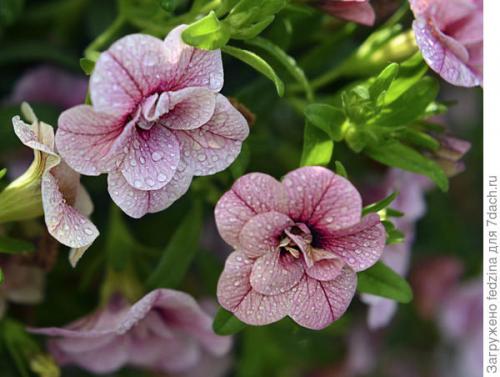 Цветы калибрахоа картинки. Махровая калибрахоа