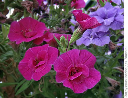 Цветы калибрахоа картинки. Махровая калибрахоа