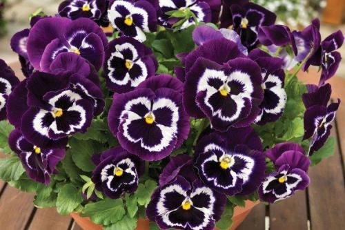 Ампельные садовые многолетники. Садовые ампельные цветы