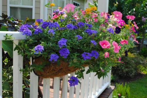 Что посадить вместо петунии. Чем заменить петунии на дачном участке