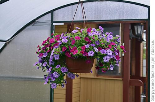 Цветы калибрахоа картинки. Махровая калибрахоа