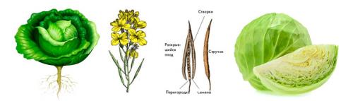 Прикорневая розетка характерна для. Задания