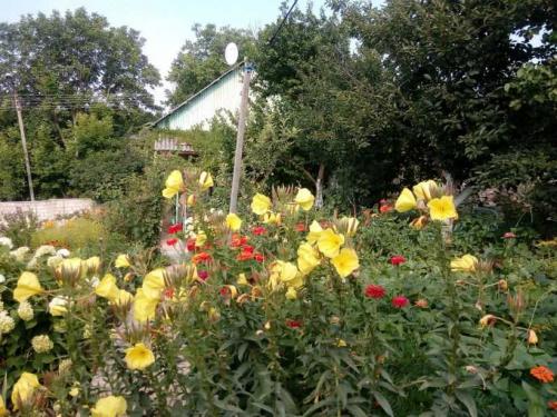 Как спланировать цветник из многолетников. Клумба из многолетников — преимущества многолетних цветов, планировка и схема клумбы. Выбор растений, правила посадки