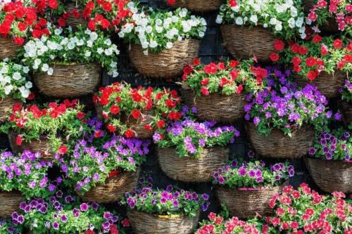 Как спланировать цветник из многолетников. Клумба из многолетников — преимущества многолетних цветов, планировка и схема клумбы. Выбор растений, правила посадки