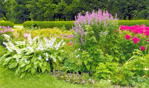 Клумба на солнечном месте схемы. Пронзительная симфония красок: потрясающий этюд из многолетников для солнечных мест