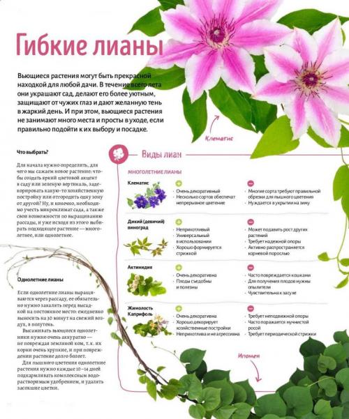 Лиана растение. Лианы на даче — быстрорастущие для забора, фото вьющихся растений, какие можно посадить на даче, какие используют для озеленения