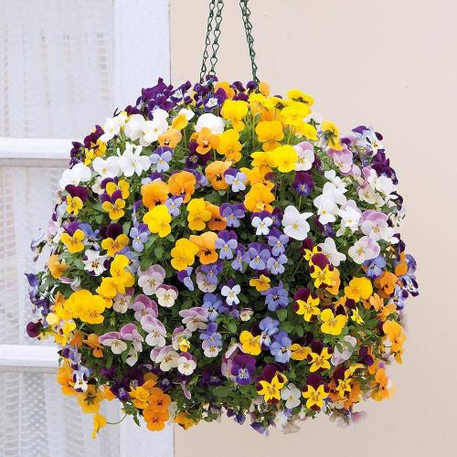 Виола ампельная кул вэйв. Виола ампельная или рогатая