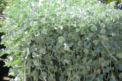 Ампельные растения с серебристыми листьями. Дихондра (50 фото): виды, выращивание и правильный уход