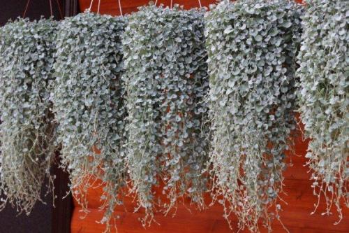 Ампельные растения с серебристыми листьями. Дихондра (50 фото): виды, выращивание и правильный уход