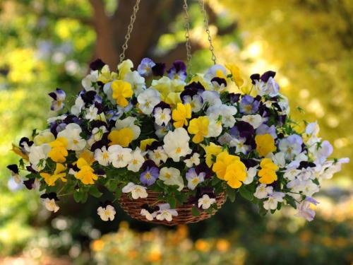 Виола ампельная кул вэйв. Виола ампельная или рогатая